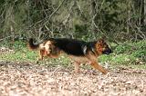 BERGER ALLEMAND 1045
